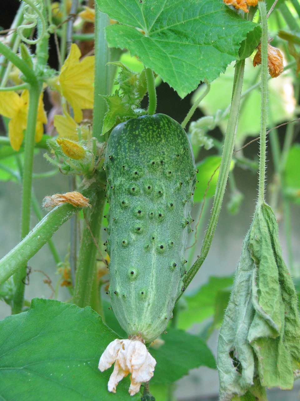 Et les cornichons, ça pousse sur un cornichonnier ? lespetitspois.fr